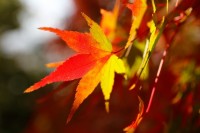 奈良の紅葉の名所・おすすめスポットはここ！