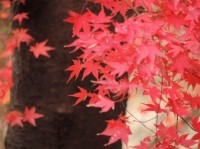 京都の紅葉・おすすめスポット！人気の名所をご案内！