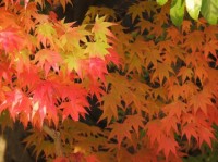 京都の紅葉・おすすめの穴場的スポットをご紹介！