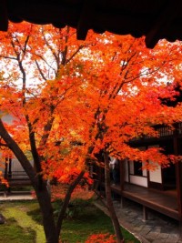 箱根の紅葉・おすすめスポット情報をご紹介！