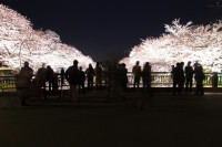 お花見京都のライトアップ夜桜　おすすめの名所をご紹介します！