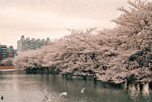 造幣局の桜の通り抜けでお花見を楽しもう！駐車場・屋台（飲食・弁当）
