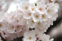 お花見京都おすすめの人気スポット　見頃の時期は？桜の開花予想情報