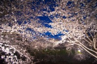 大阪のお花見スポット夜桜が楽しめる人気名所をご紹介！